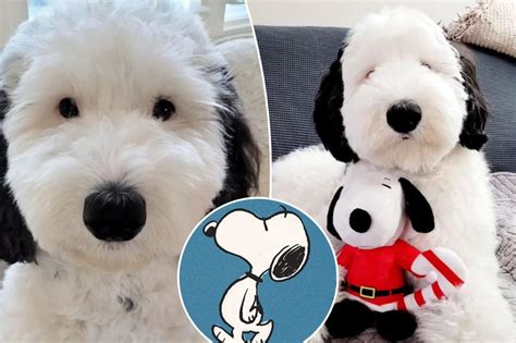 real life snoopy dog breed|Meet Bayley The Mini Sheepadoodle Who Is The Real Life Snoopy